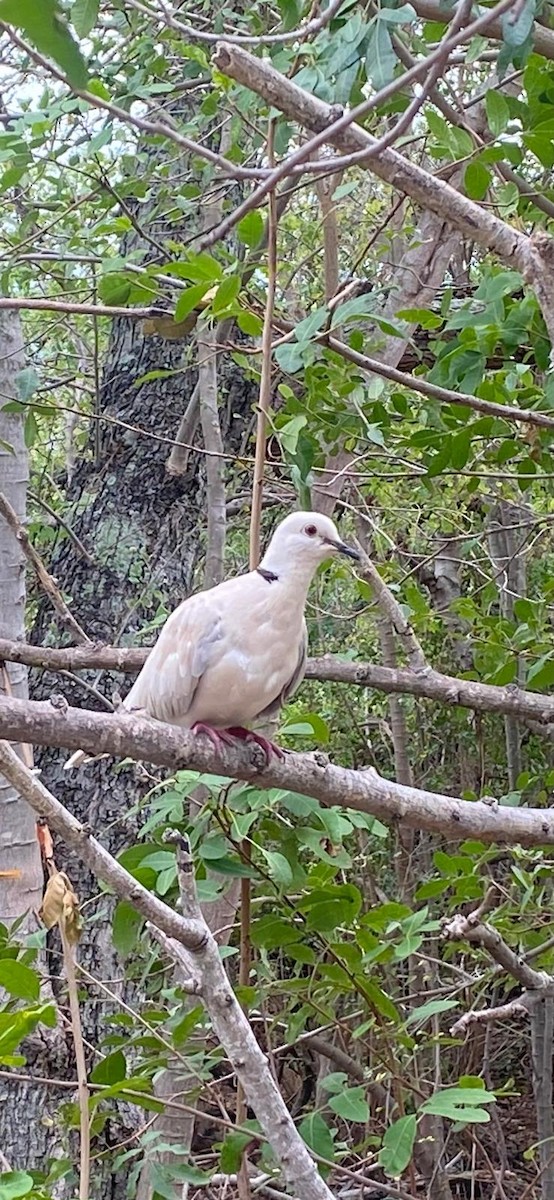 African Collared-Dove - ML645641749