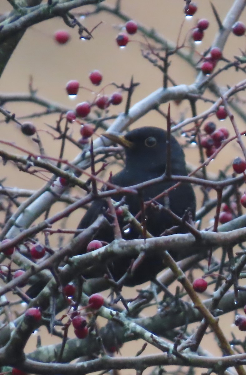 Eurasian Blackbird - ML645641752