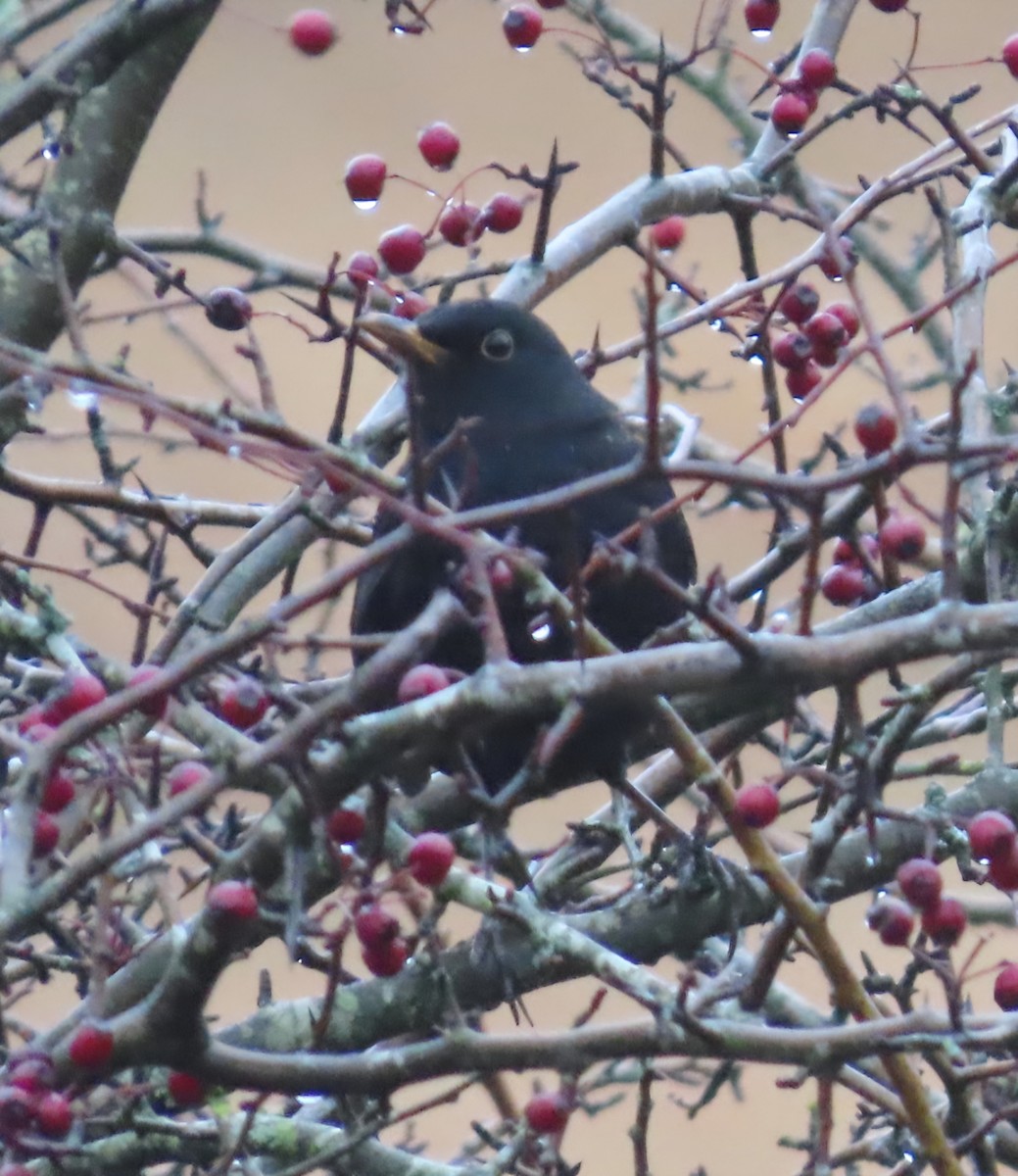 Eurasian Blackbird - ML645641753