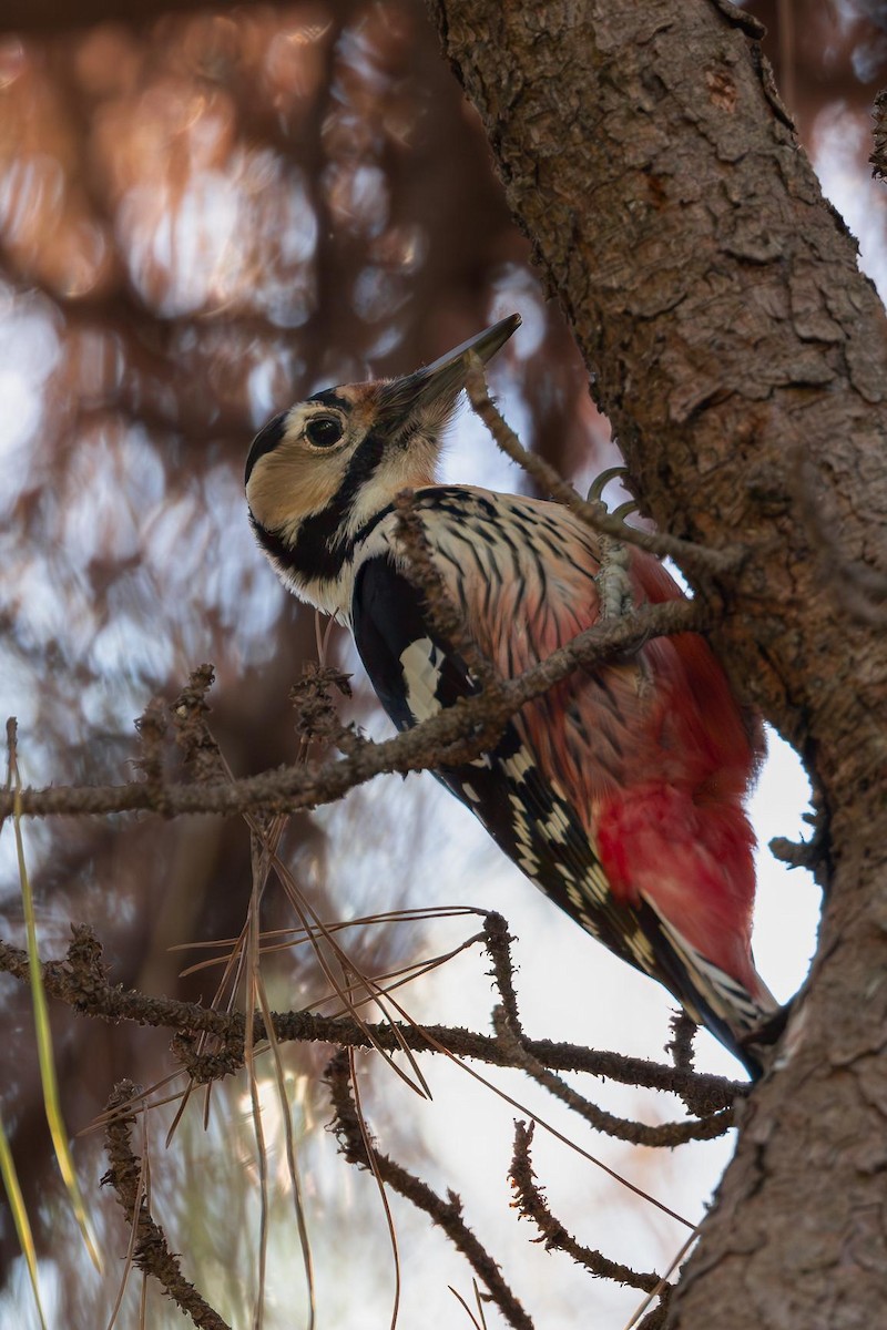 White-backed Woodpecker - ML645641757