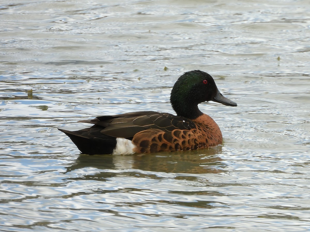 Chestnut Teal - ML645641761