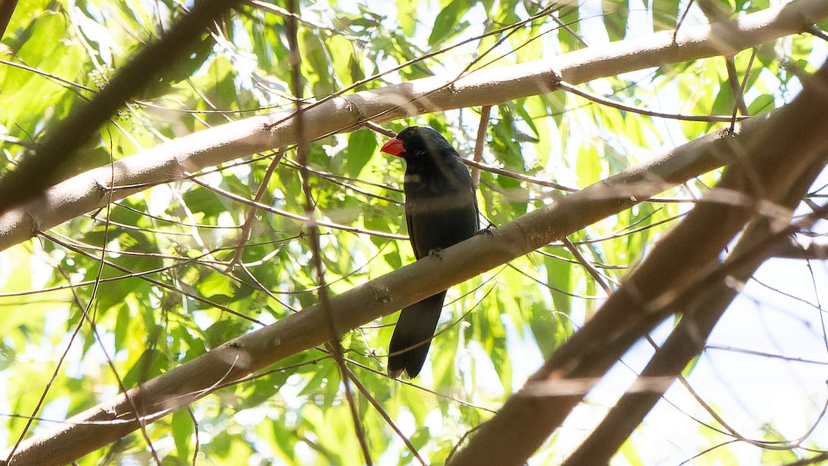 Black-throated Grosbeak - ML645641762
