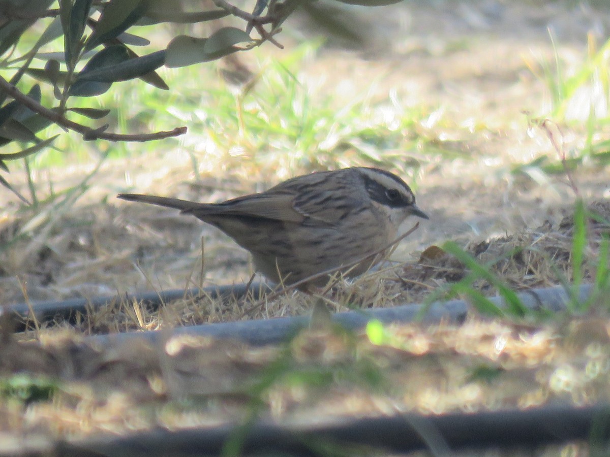 Radde's Accentor - ML645641766