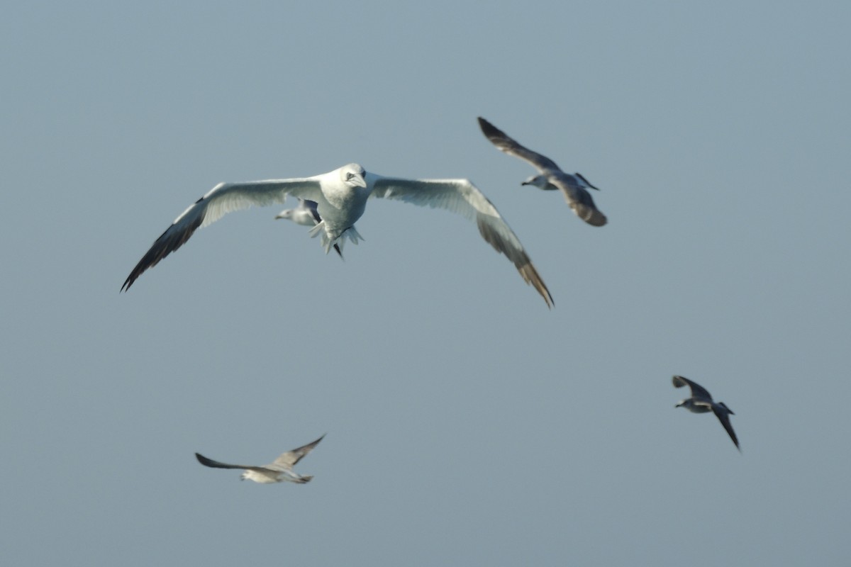 Сула атлантична - ML645641768