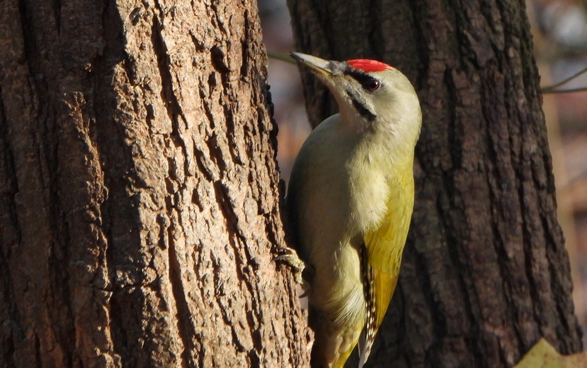 Жовна сива - ML645641770