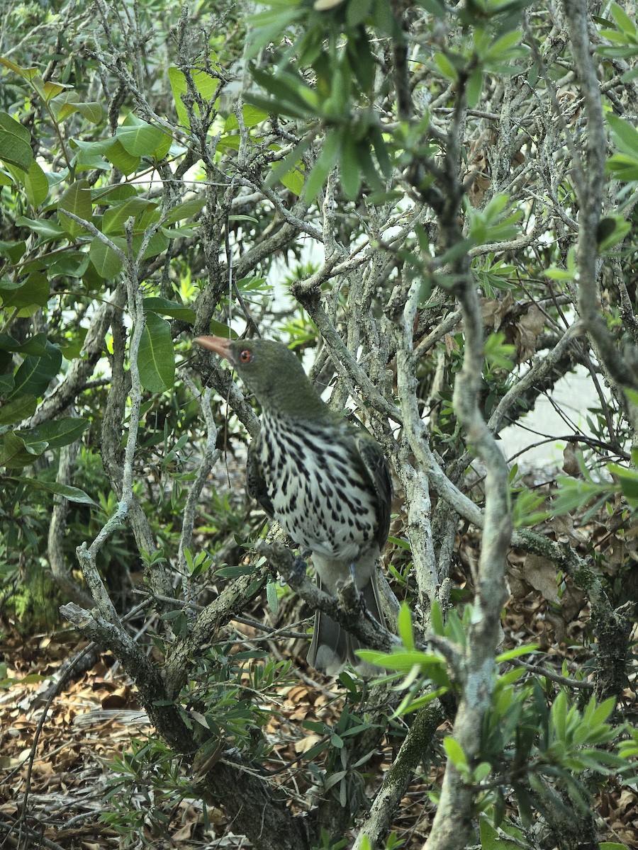 Olive-backed Oriole - ML645641772