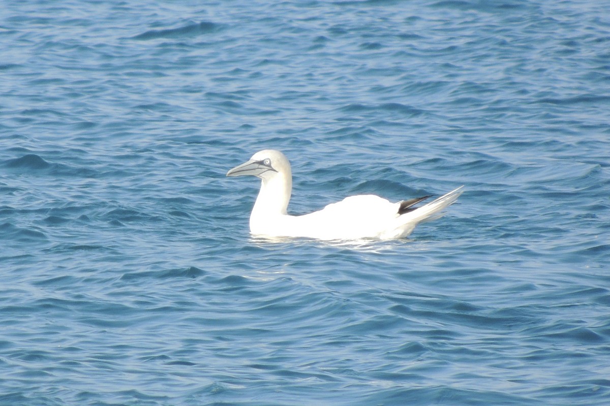 Сула атлантична - ML645641774