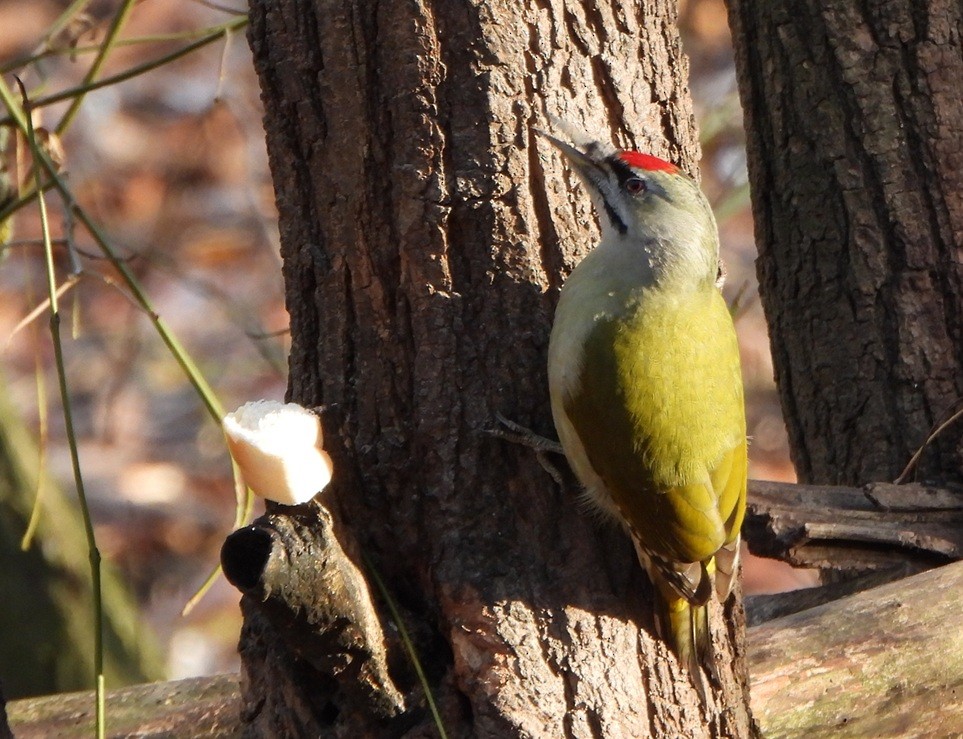 Жовна сива - ML645641775