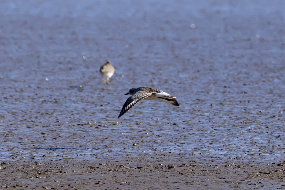 Black-bellied Plover - ML645641776
