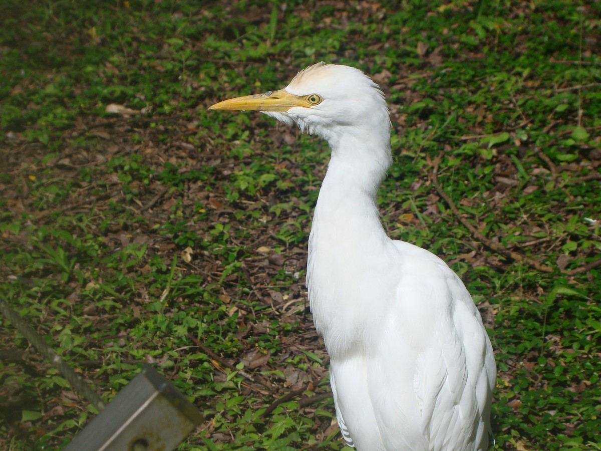 Eastern Cattle-Egret - ML645641779