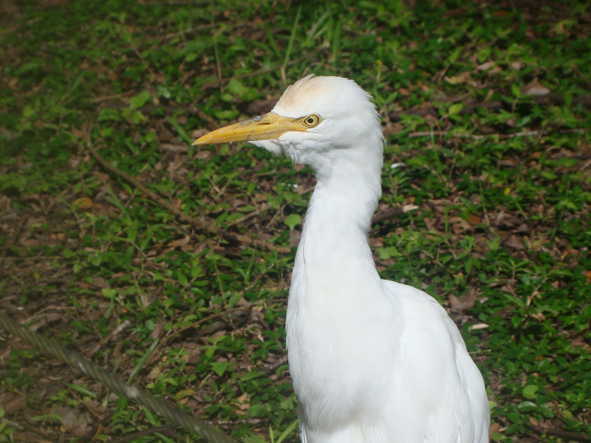 Eastern Cattle-Egret - ML645641780