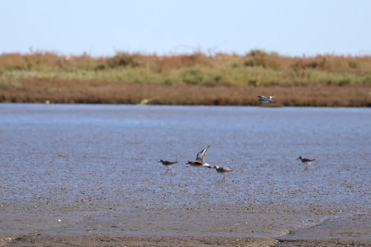 Black-bellied Plover - ML645641781