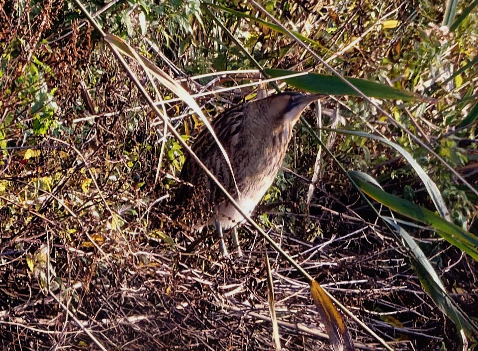 Eurasian Bittern - ML645641782