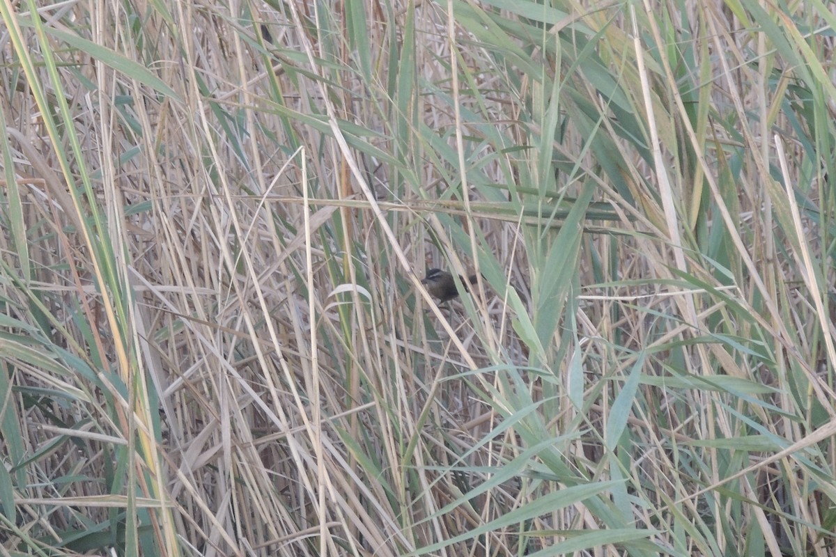 Moustached Warbler - ML645641783