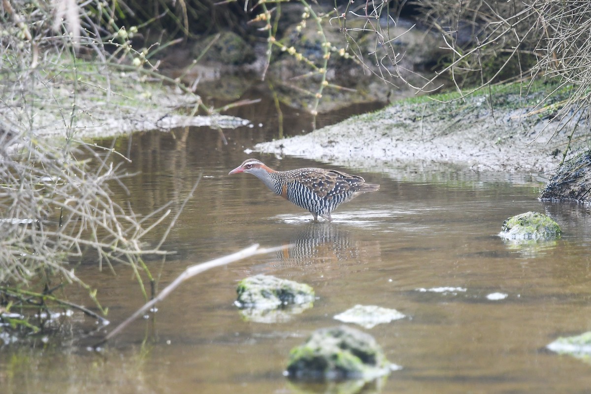 Buff-banded Rail - ML645641784
