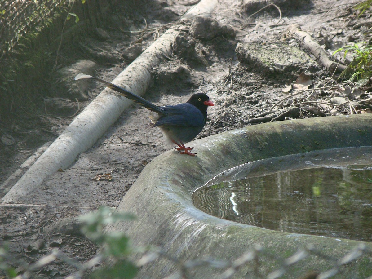 Taiwan Blue-Magpie - ML645641785
