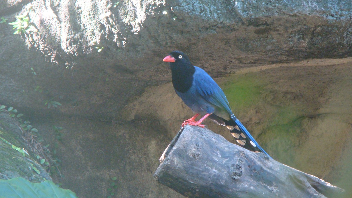 Taiwan Blue-Magpie - ML645641786