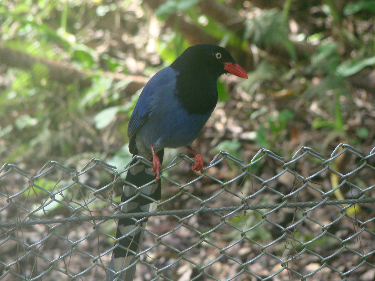 Taiwan Blue-Magpie - ML645641787