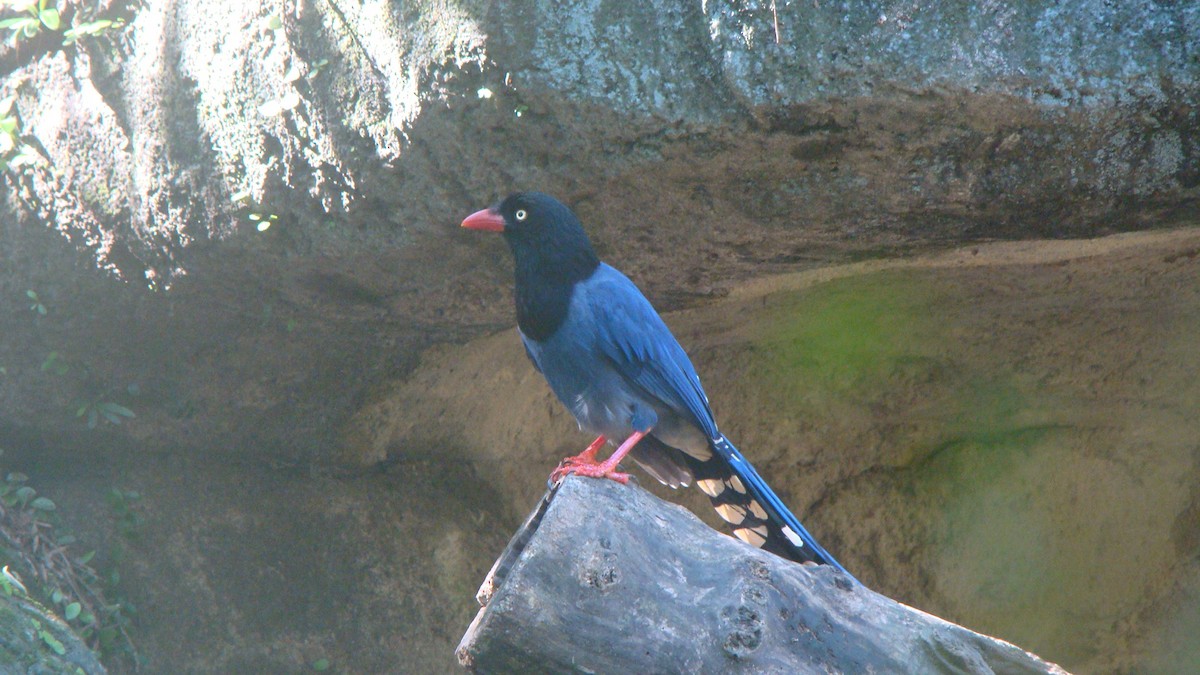 Taiwan Blue-Magpie - ML645641788