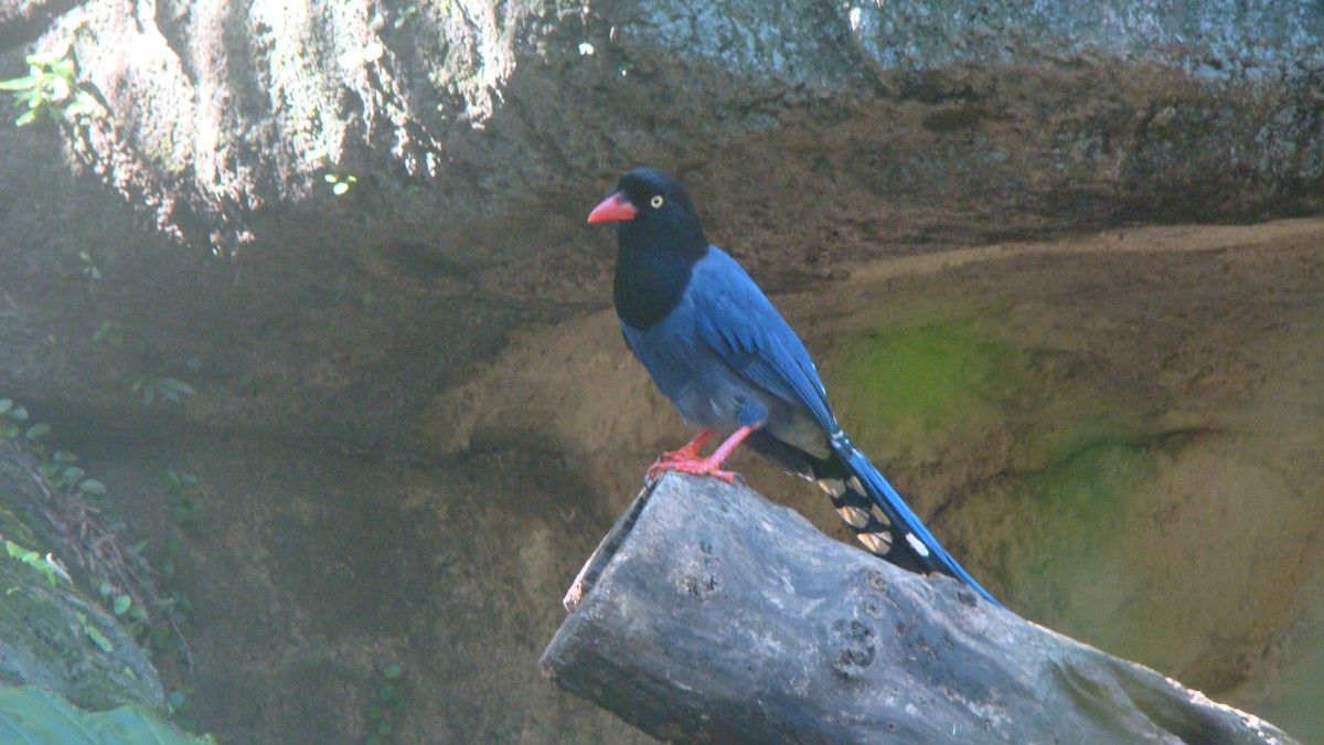 Taiwan Blue-Magpie - ML645641789