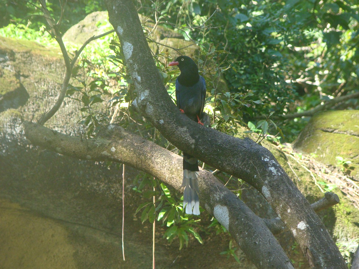 Taiwan Blue-Magpie - ML645641790