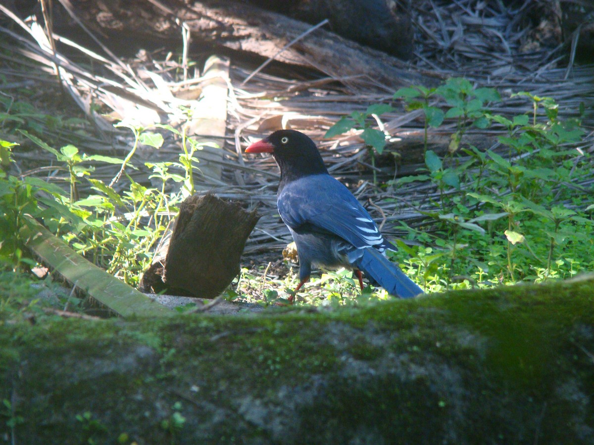 Taiwan Blue-Magpie - ML645641791