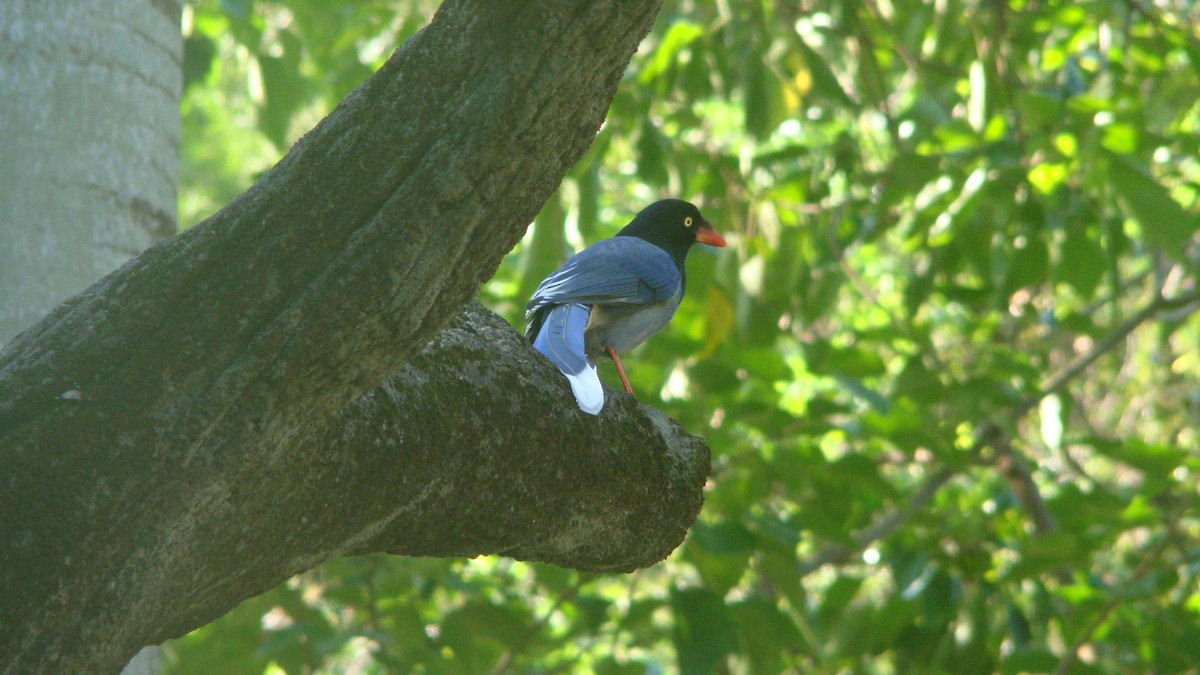 Taiwan Blue-Magpie - ML645641793