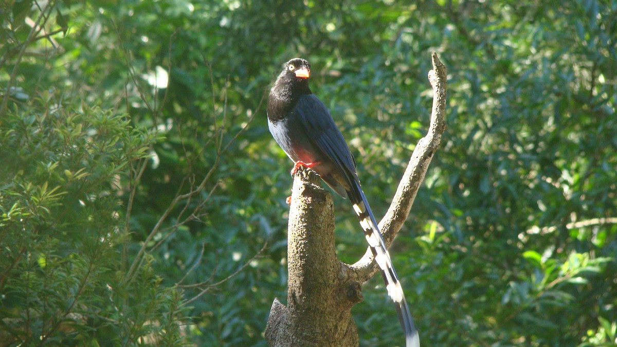 Taiwan Blue-Magpie - ML645641794