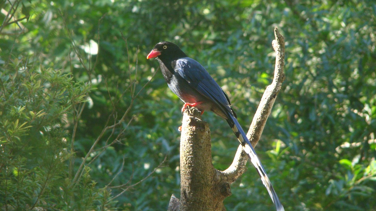 Taiwan Blue-Magpie - ML645641795