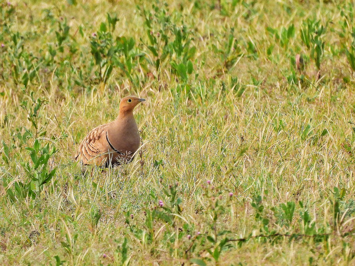 Chestnut-bellied Sandgrouse - ML645641796