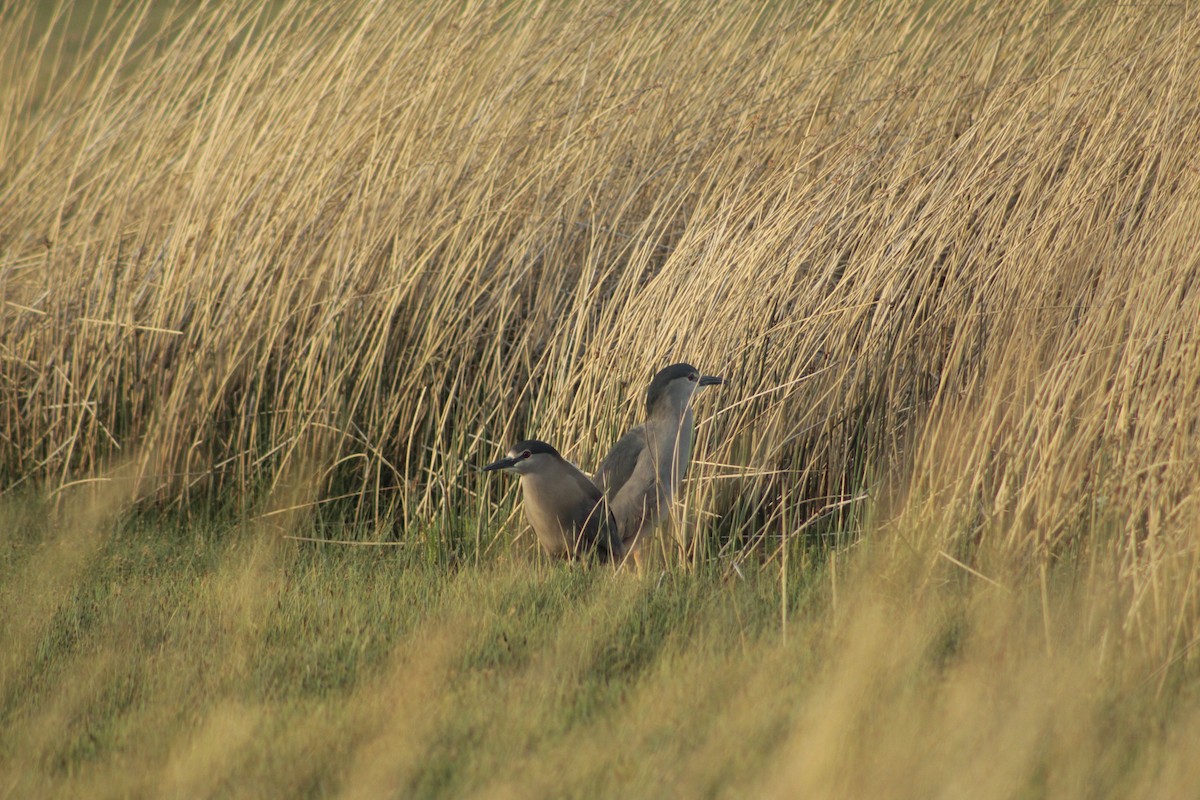 Black-crowned Night Heron - ML645641797