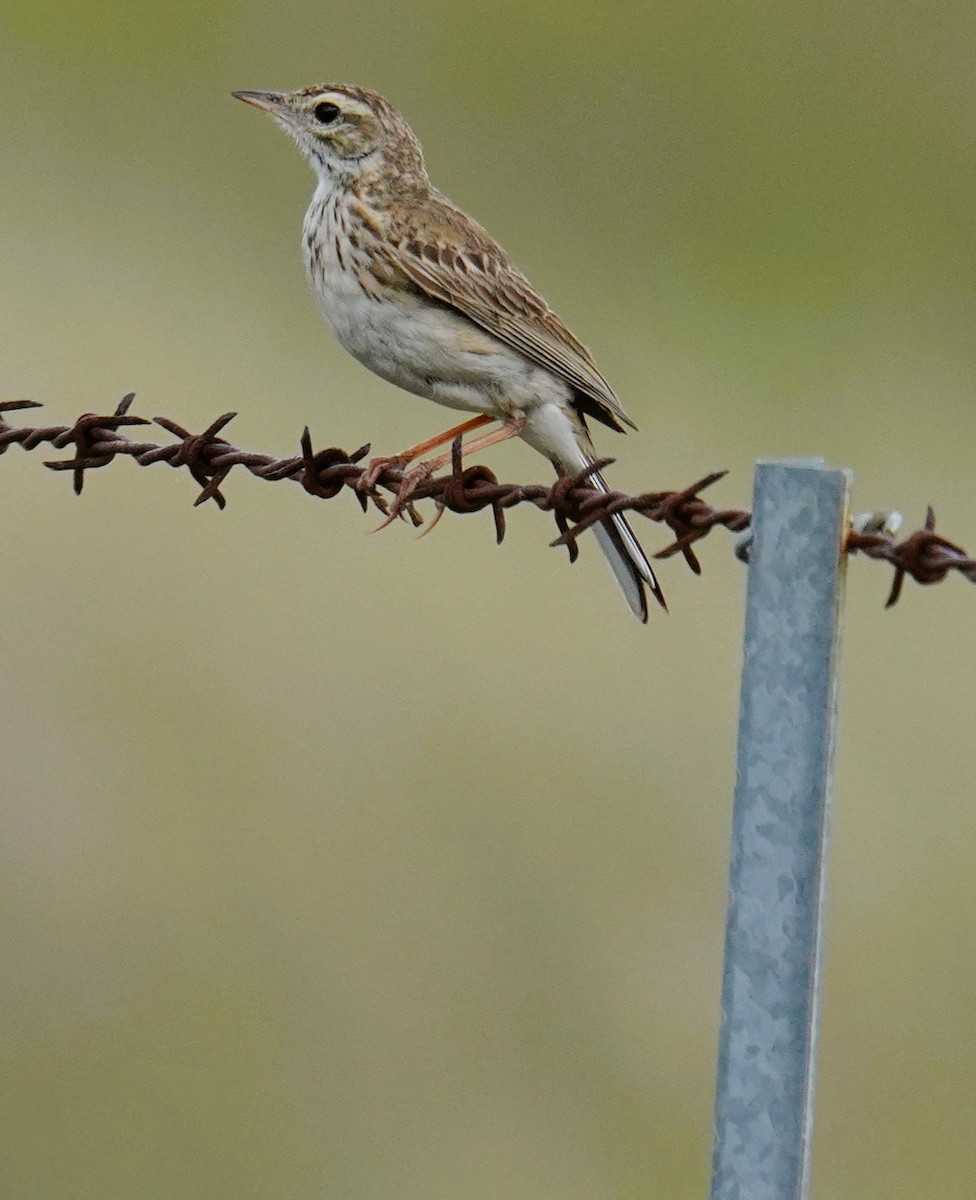 Australian Pipit - ML645641798