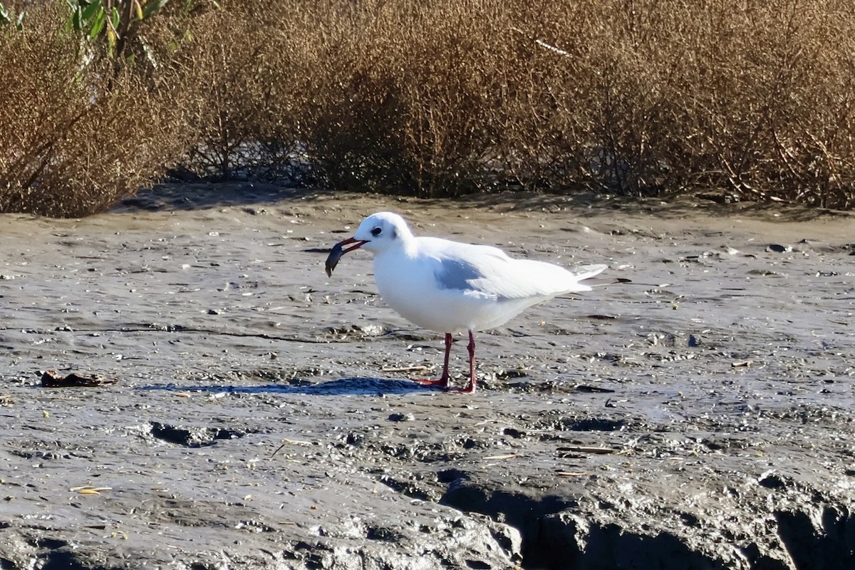 Black-headed Gull - ML645641799