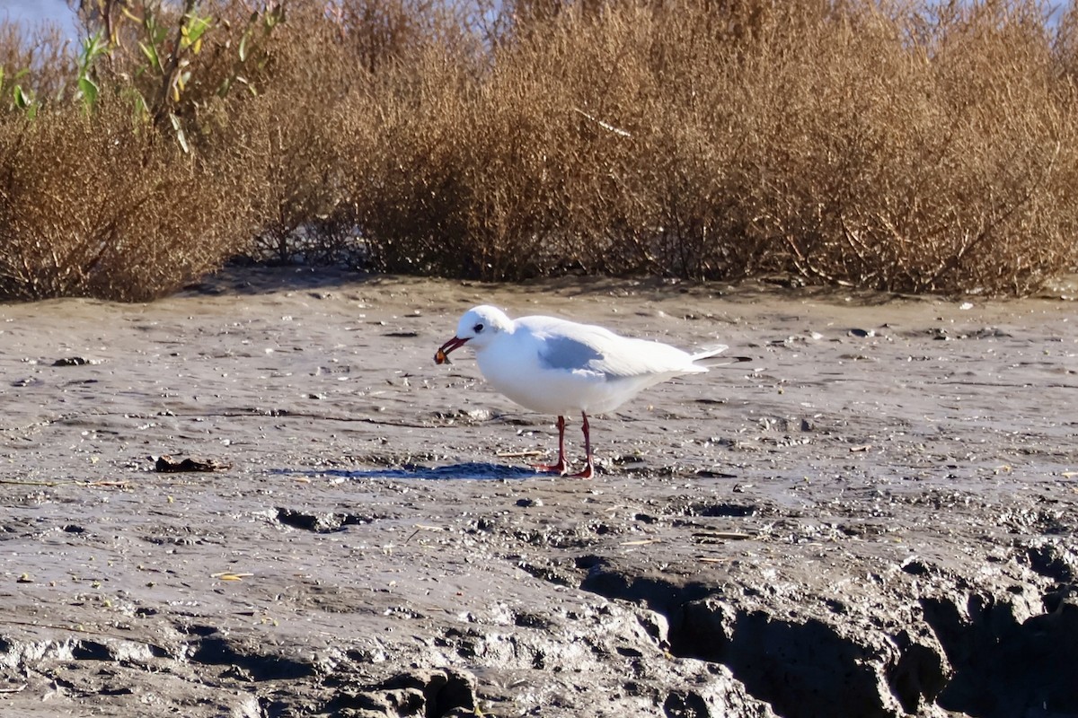 Black-headed Gull - ML645641800