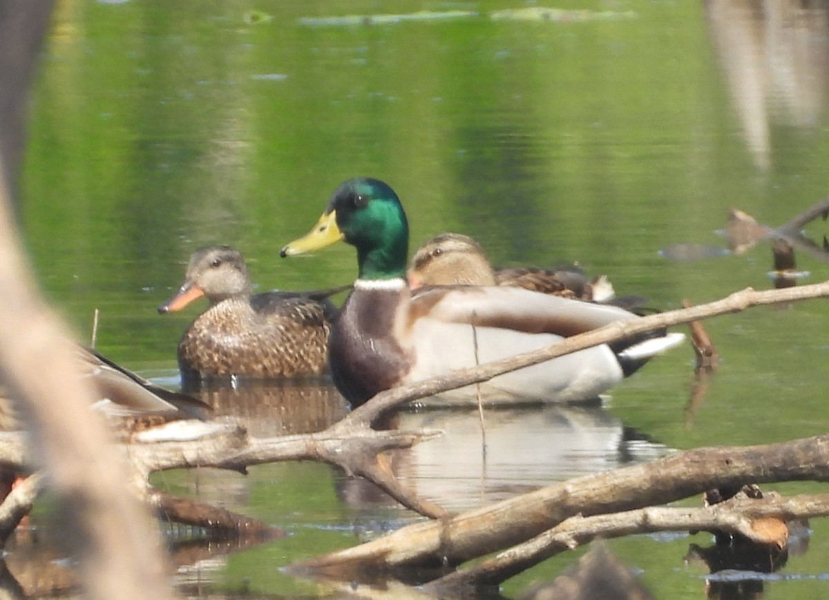 Mallard - ML645641804