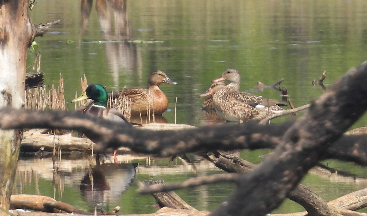 Mallard - ML645641805