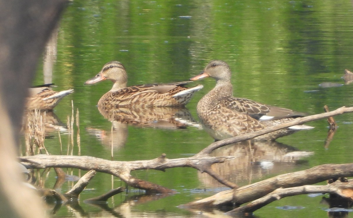 Mallard - ML645641806