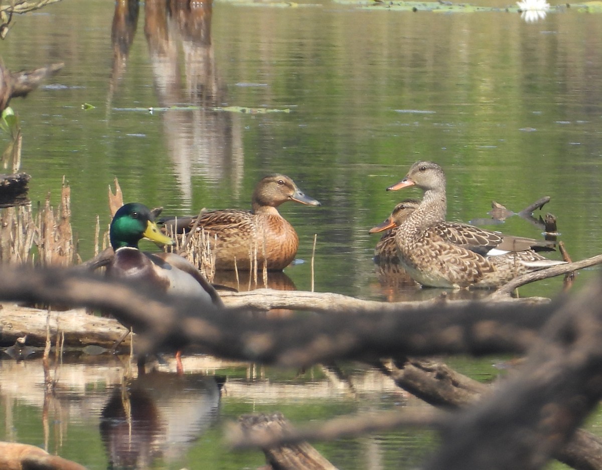 綠頭鴨 - ML645641807