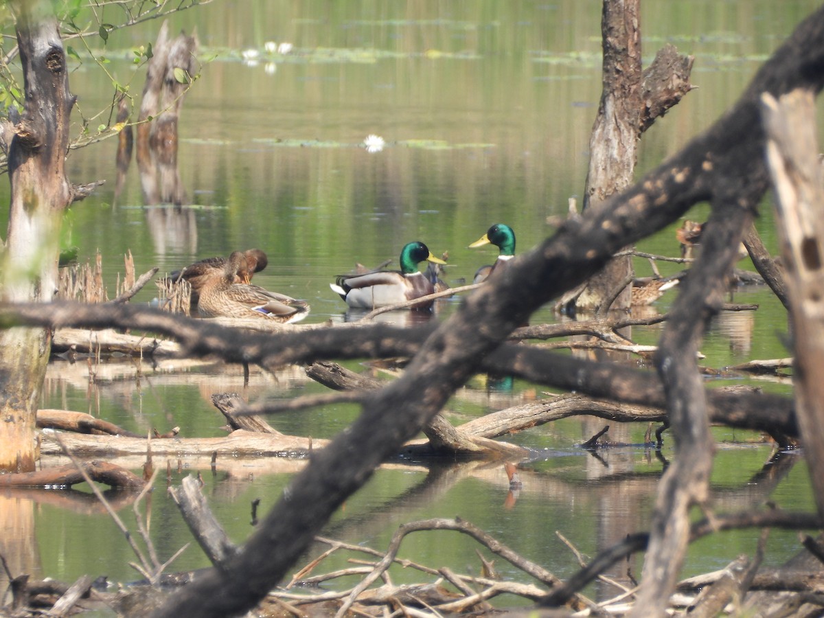 Mallard - ML645641808