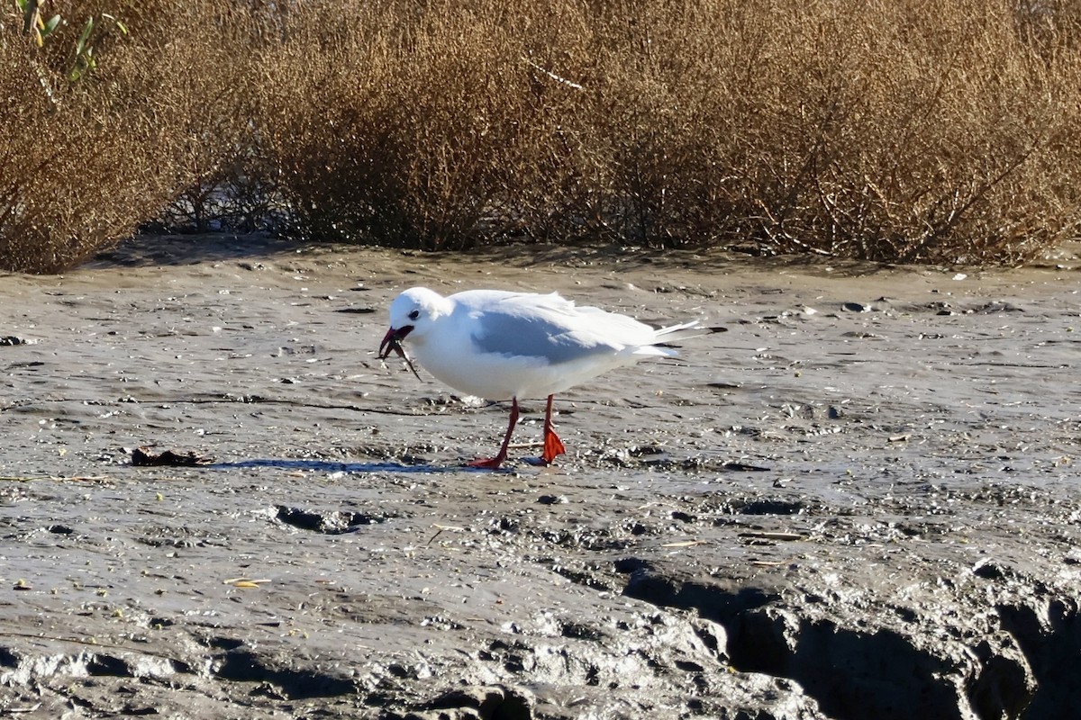 Black-headed Gull - ML645641811