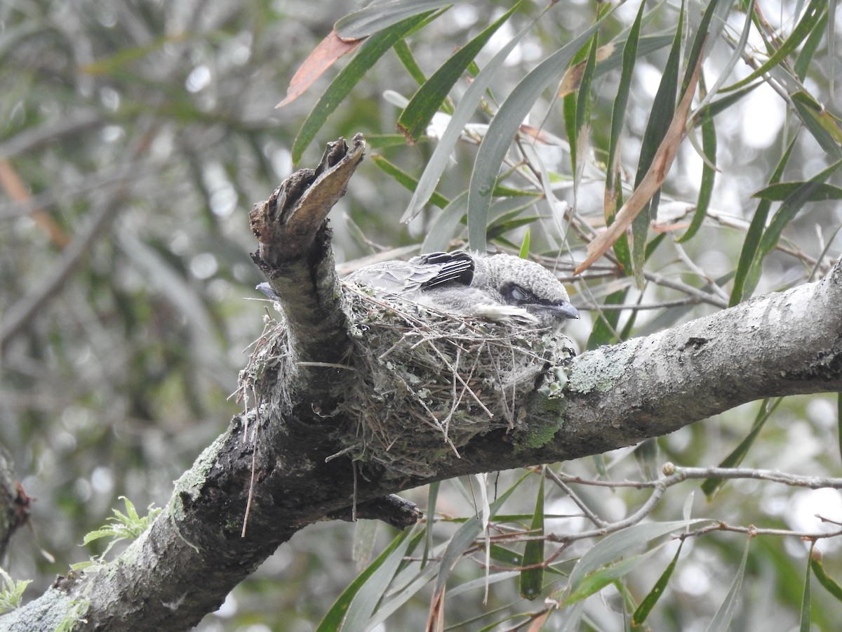 Black-faced Cuckooshrike - ML645641812