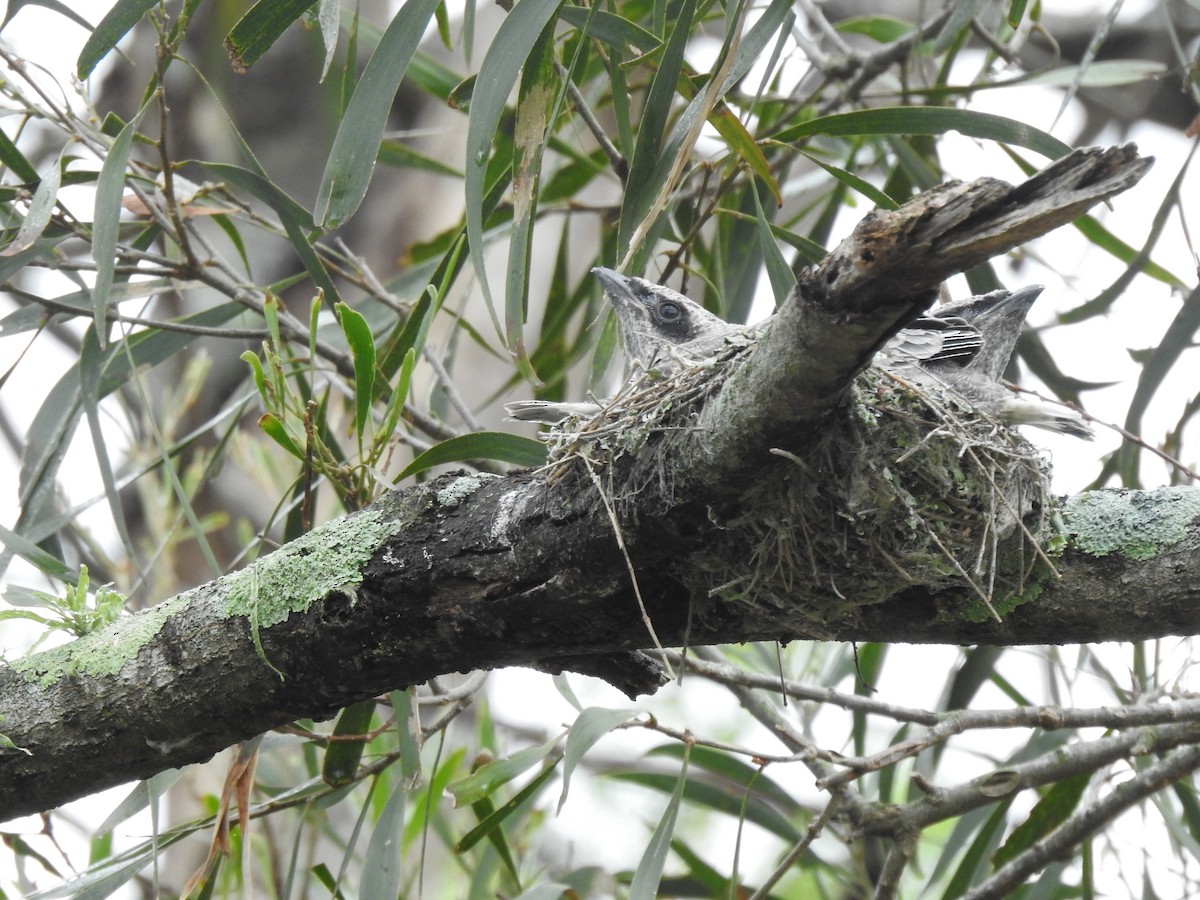 Black-faced Cuckooshrike - ML645641813