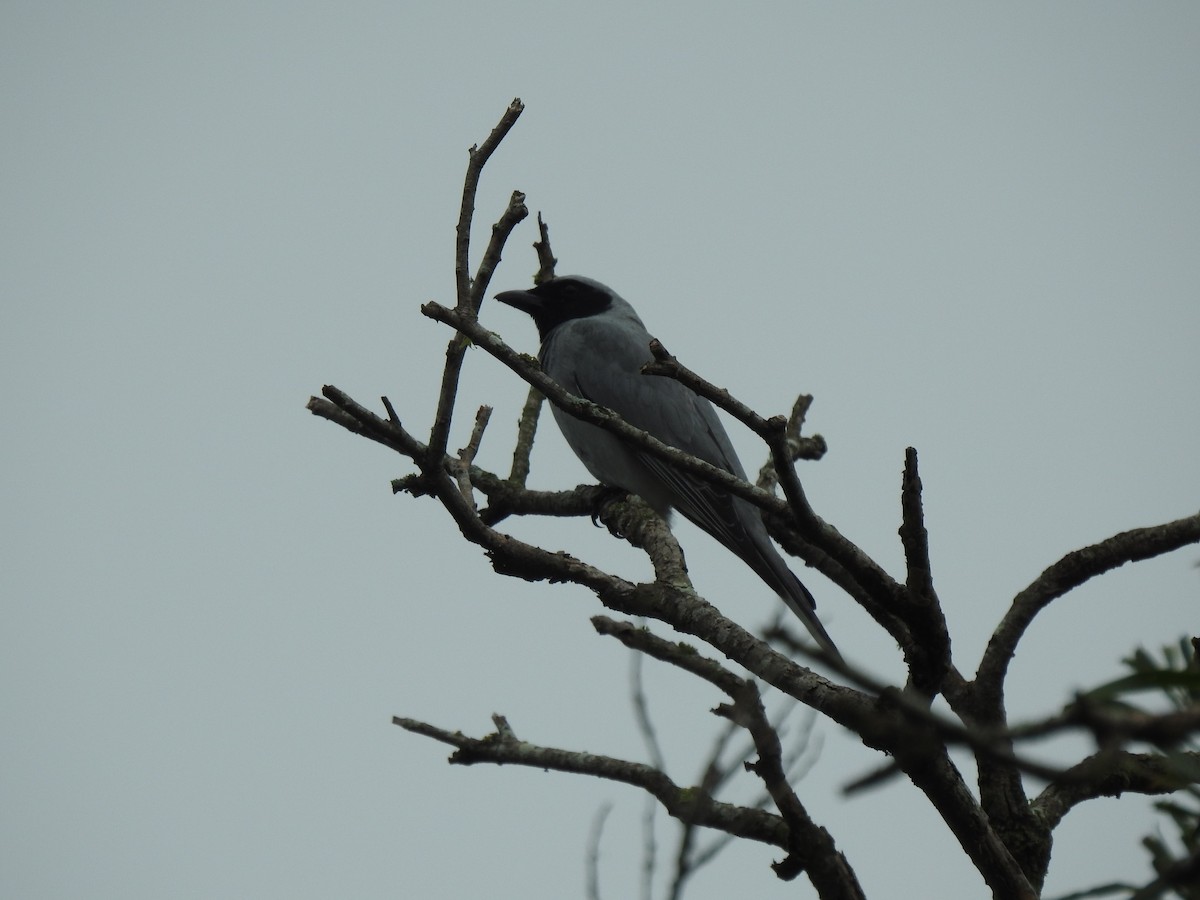Black-faced Cuckooshrike - ML645641815