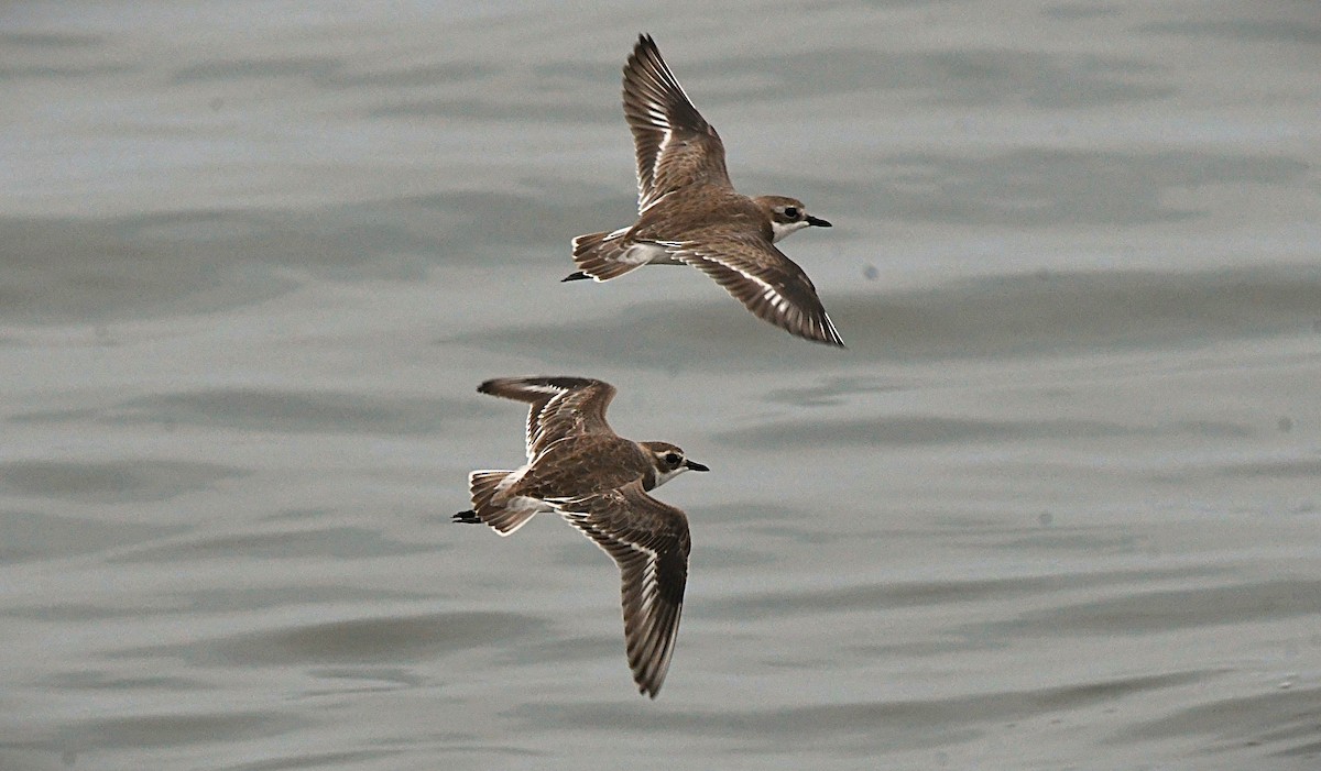 Tibet Cılıbıtı - ML645641818