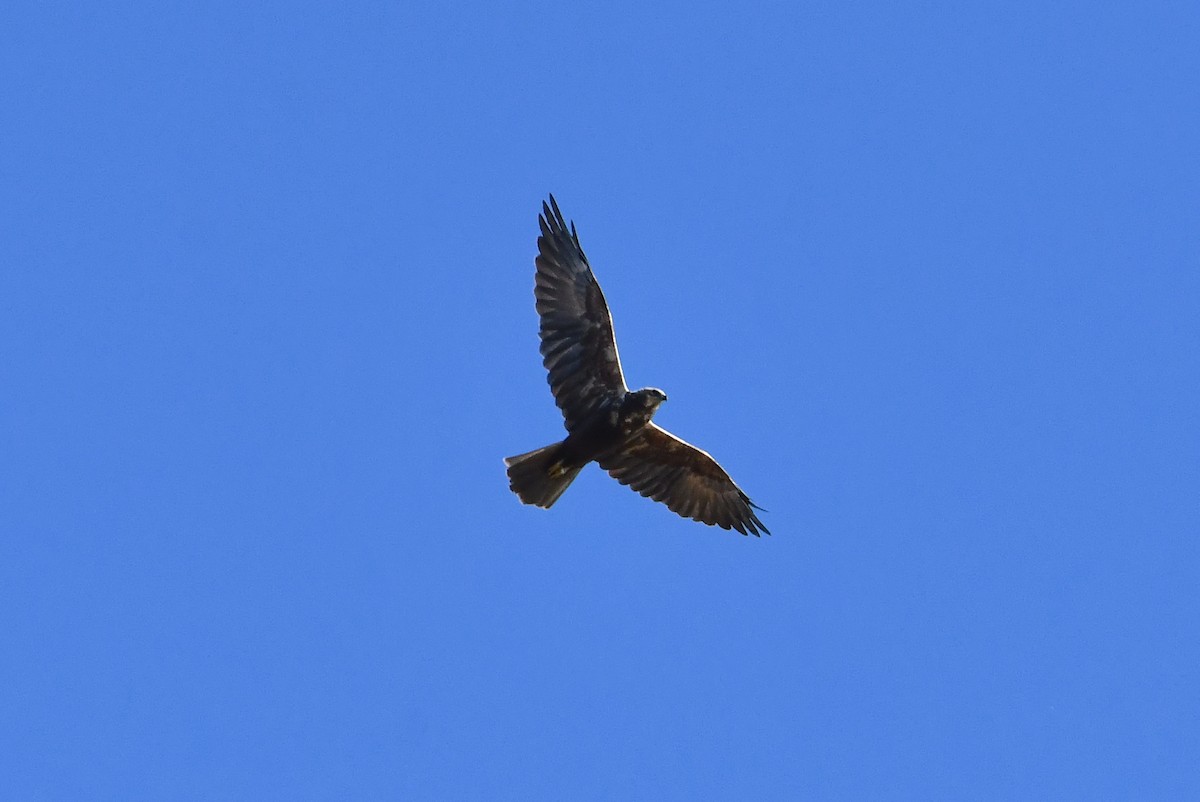 Western Marsh Harrier - ML645641820