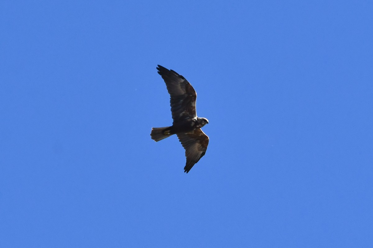 Western Marsh Harrier - ML645641821
