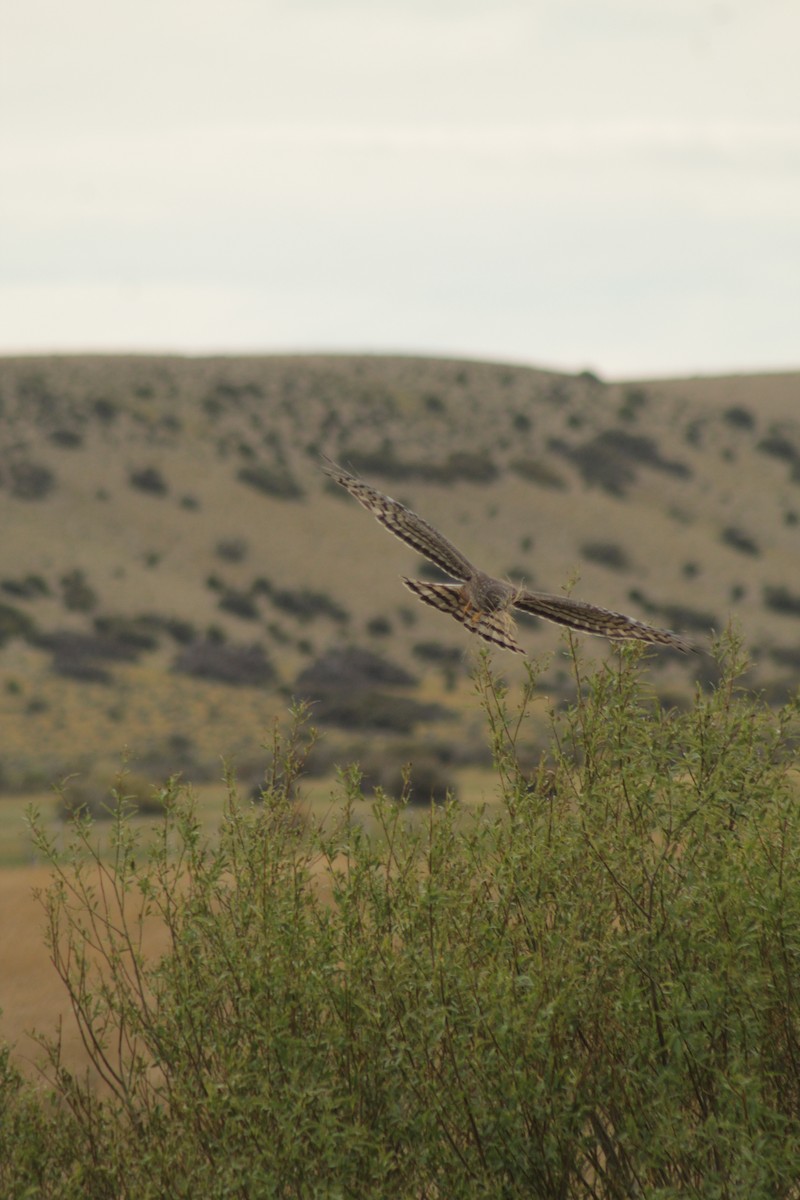 Cinereous Harrier - ML645641823