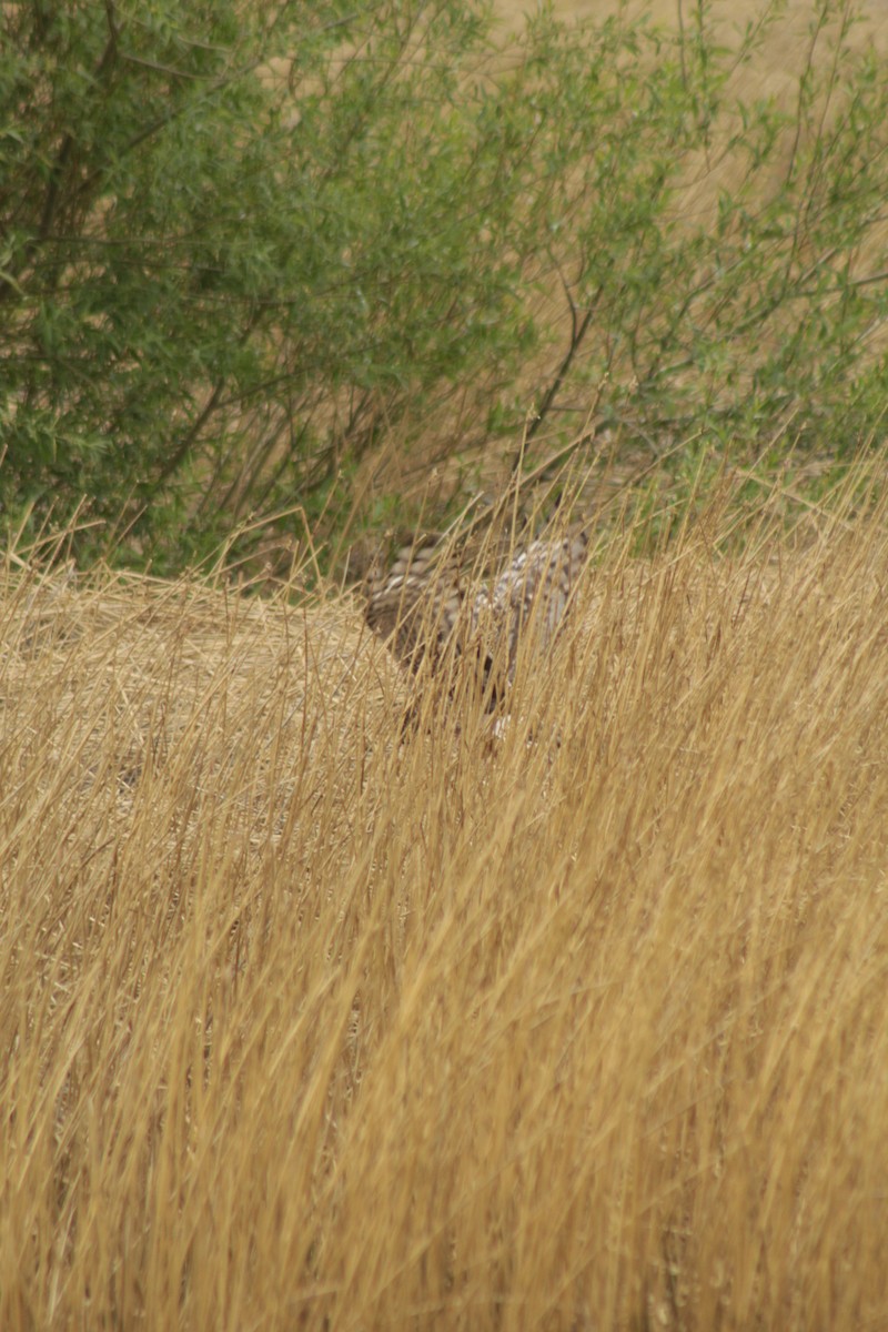 Cinereous Harrier - ML645641824