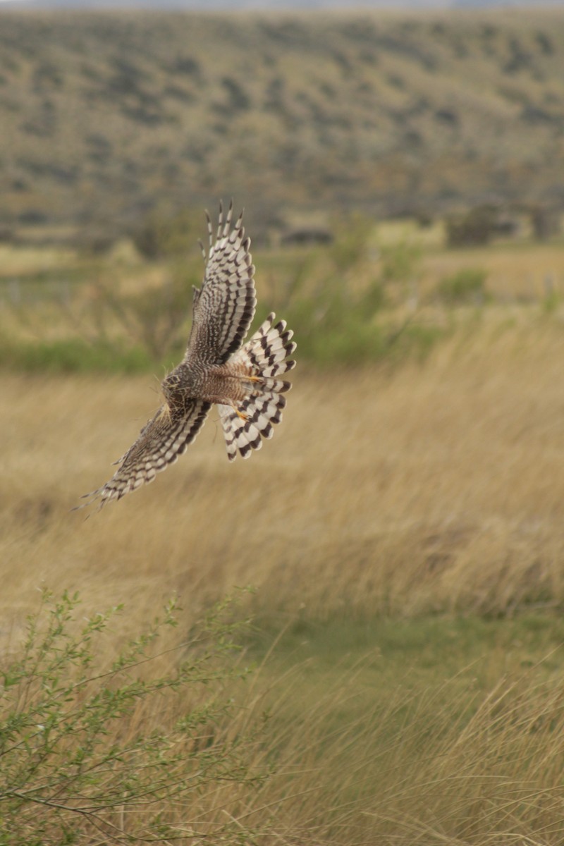 Cinereous Harrier - ML645641825