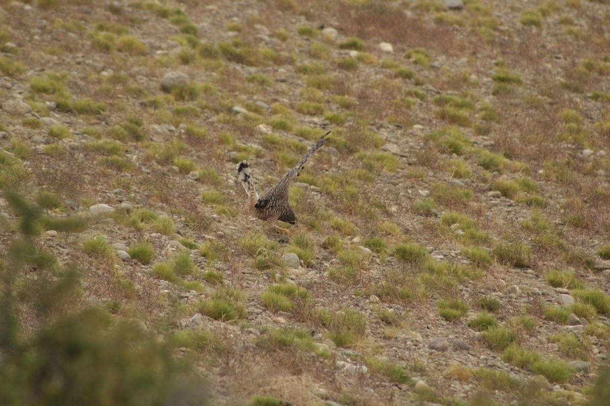 Cinereous Harrier - ML645641827